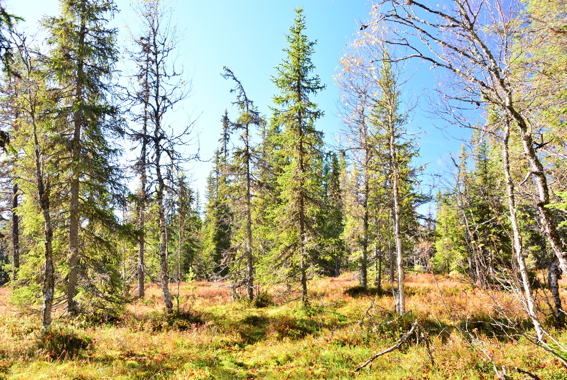 Quellmoor Tandadalen